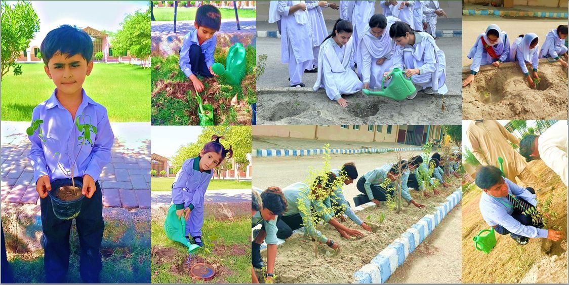 Tree Plantation